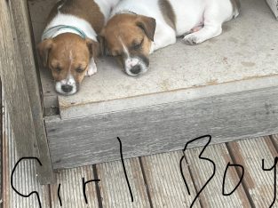 Jack Russell – Wildwood