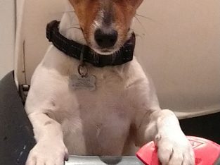 Jack Russell – Hornsby