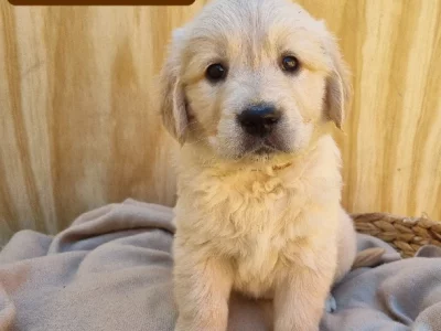Golden Retriever – Albury
