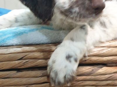 English Springer Spaniel – Farmborough Heights