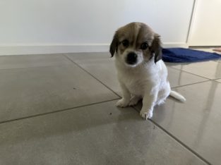 Chihuahua – Beaudesert