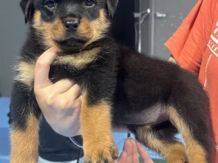 Rottweiler – Pakenham