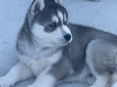 Husky – Melton South