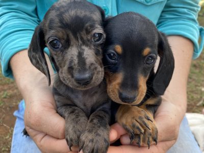 Miniature Dachshund – Elise Johnston