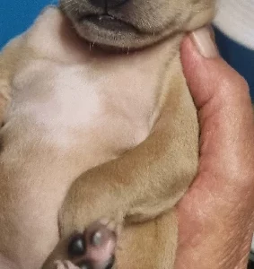 Italian Greyhound – Hatherleigh