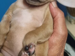 Italian Greyhound – Hatherleigh