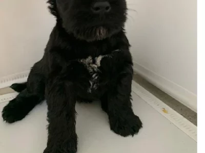 Schnauzer (Miniature) – Marrickville