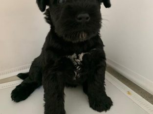 Schnauzer (Miniature) – Marrickville