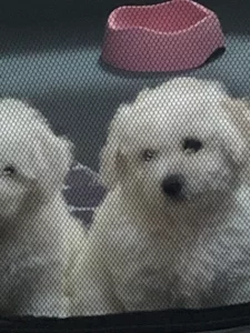 Bichon Frise – Beverly Haire