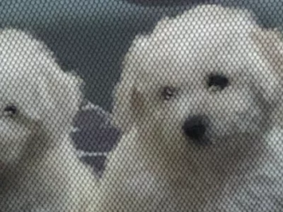 Bichon Frise – Beverly Haire