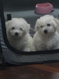 Bichon Frise – Beverly Haire