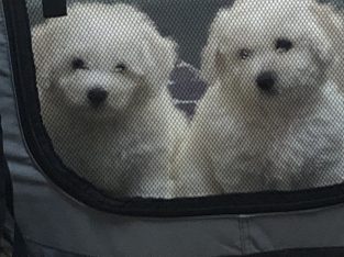 Bichon Frise – Beverly Haire