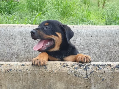 Dogs – Rockhampton City