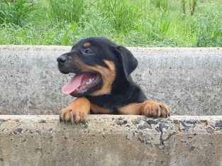 Dogs – Rockhampton City