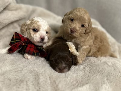 Cavoodle – North Toowoomba