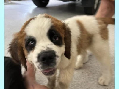 Saint Bernard – Gympie