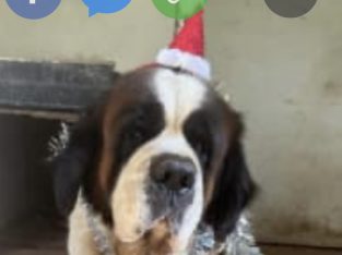 Saint Bernard – Gympie