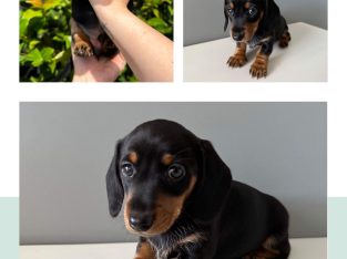 Miniature Dachshund – Doreen