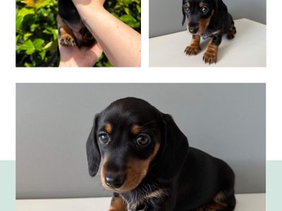 Miniature Dachshund – Doreen
