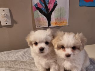 Spaltese – Baddaginne