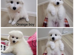 Japanese Spitz – Durack