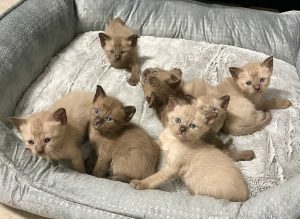 Burmese – Bald Hills