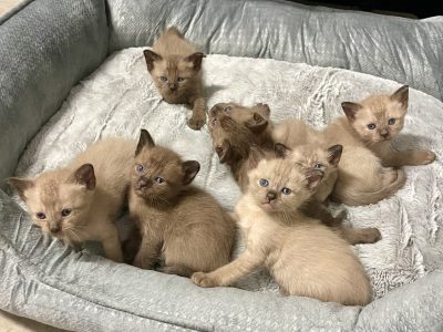 Burmese – Bald Hills