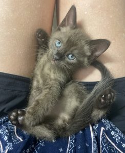 Burmese – Bald Hills