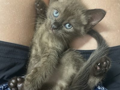 Burmese – Bald Hills