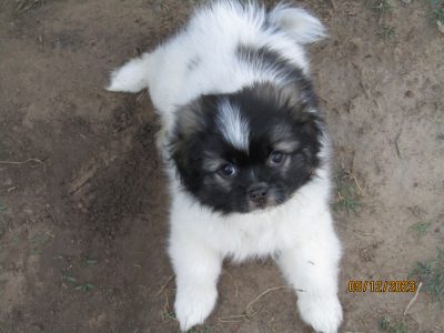 Tibetan Spaniel – Bundaberg Central