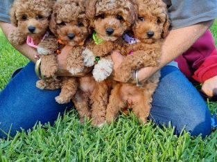 Poodle toy DNA clear – Old Bar