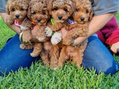 Poodle toy DNA clear – Old Bar