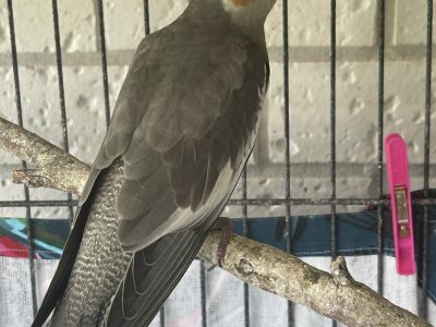Cockatiel – Caboolture