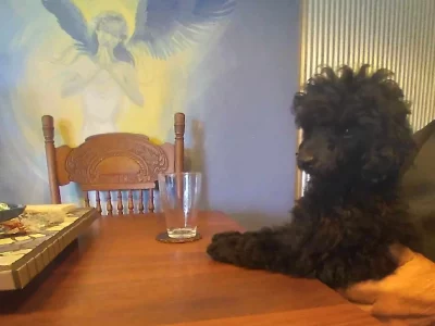 Toy Poodle – Rockingham