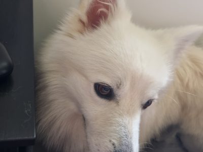 Japanese Spitz – Everton Park