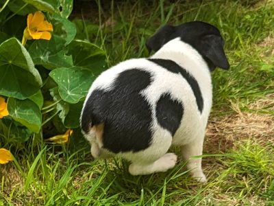 Mini Foxy – Ringwood