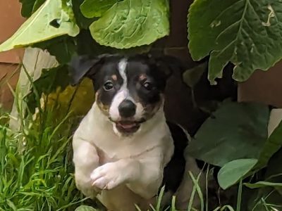 Mini Foxy – Mildura