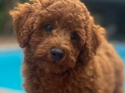 Poodle Mini – Singleton