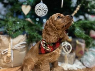 Cockalier- Cocker Spaniel x King Charles Cavalier