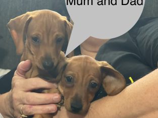 Dachshund – South West Rocks