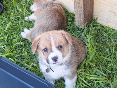 Pembroke Welsh Corgi – Moe