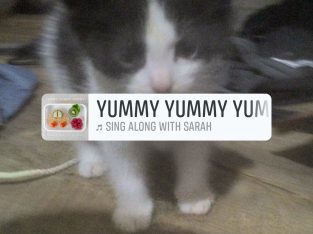 Ragdoll – Woodridge