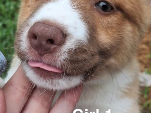 Australian Kelpie – Horsley