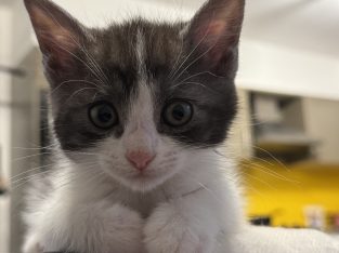 Domestic Short Hair (DSH) – Umina Beach