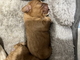 Cavoodle – Upper Coomera