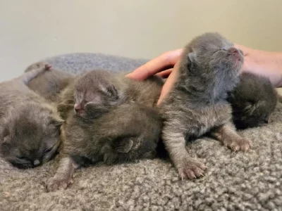 British Shorthair – Lurnea