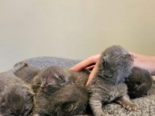 British Shorthair – Lurnea