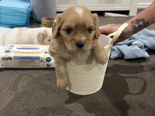 Maltalier – Morayfield