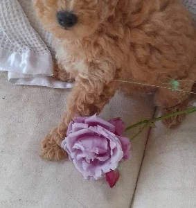 Toy Poodle – Leongatha