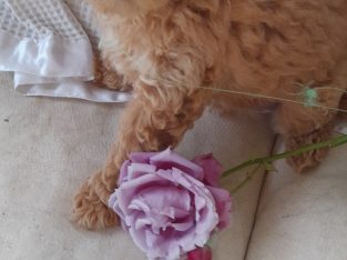 Toy Poodle – Leongatha